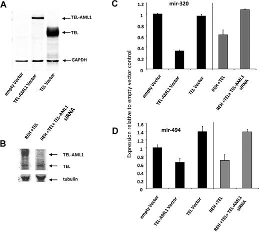 Figure 4. The impact of TEL-AML1 silencing upon miRNA-494 and miRNA-320a is independent of TEL expression. (A) HEK293T cells were transfected using Lipofectamine 2000 (Invitrogen) with TEL or TEL-AML1 plasmids cloned into pcDNA 3.1 according to manufacturer's protocol exactly as explained in Diakos et al.8 Cells were lysed in radio-immunoprecipitation assay buffer containing proteinase inhibitors (Complete, Roche) with subsequent western analysis. Transient expression of proteins was confirmed by using TEL antibody (AB23465-100 Abcam) antibody and the LI-COR detection system (LI-COR Odyssey). (B) An ETV6 (TEL) expressing vector was introduced into REH cells by lipofection (lane 1) and the TEL-AML1 expression was silenced using siRNA (lane 2). The expression of TEL and TEL-AML1 was analyzed by Western blot analysis using an antibody against TEL. An anti-tubulin antibody was used for loading control on the same gel (using the LI-COR system). (C-D) The expression of miRNA-320 (C) and miRNA-494 (D) were analyzed by miRNA Taqman PCR. The black bars represent the results from lanes 1 to 3 for the HEK293T experiment shown in Figure 5A, and the gray bars represent the result from lanes 1 and 2 for the REH cell experiment in Figure 5B. miRNA levels are displayed relative to the empty vector HEK293a result.