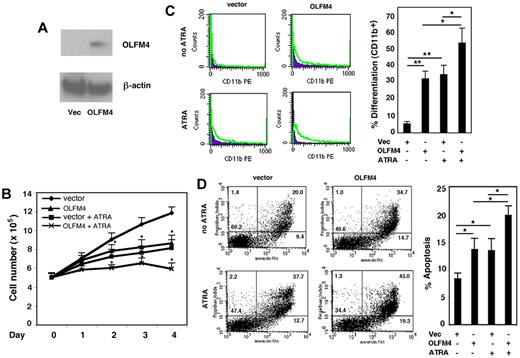 Figure 5. Effect of OLFM4 overexpression on HL-60 cell growth, differentiation, and apoptosis. (A) The cell lysates of HL-60 cells transfected with either OLFM4 expression vector or empty vector (Vec) were subjected to Western blotting analysis with OLFM4 antibody, then stripped and reprobed with β-actin antibody. (B) HL-60 cells were transfected with either OLFM4 expression plasmid or empty vector, then stably transfected cells were treated with ATRA (1μM) or vehicle for 4 days. Cell numbers were counted with trypan blue exclusion. Data represent the mean ± SD of 3 independent experiments *P < .05, when OLFM4 was compared with vector, and when OLFM4 + ATRA was compared with vector + ATRA. (C) Stably transfected HL-60 cells were treated with ATRA (1μM) or vehicle for 4 days. The expression of CD11b was analyzed by flow cytometry. A representative experiment is shown in the left panel, and the percentage of CD11b+ cells is presented in the right panel. Data represent mean ± SD of 3 independent experiments. *P < .05, **P < .01. (D) Stably transfected HL-60 cells were treated with ATRA (1μM) or vehicle for 4 days. Cell apoptosis was analyzed with annexin V–propidium iodide staining using flow cytometry. A representative analysis data are shown in the left panel, and the percentage of apoptotic cells is shown in the right panel. Data represent the mean ± SD of 3 independent experiments. *P < .05.