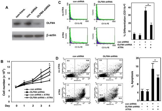 Figure 6. Effect of OLFM4 shRNA on ATRA-mediated AML-193 cell growth, differentiation, and apoptosis. (A) AML-193 cells were transduced with lentiviral OLFM4 shRNA or control shRNA, and puromycin-resistant cell populations were selected. Blots of cell lysates were subjected to Western blotting with OLFM4 antibody, then stripped and reprobed with β-actin antibody. (B) Puromycin-enriched AML-193 cells transduced with OLFM4 shRNA or control shRNA were treated with ATRA (1μM) or vehicle for 4 days. Cell numbers were counted with trypan blue exclusion. Data represent the mean ± SD of 3 independent experiments. *P < .05, when OLFM4 shRNA was compared with control shRNA, and when OLFM4 shRNA + ATRA was compared with control shRNA + ATRA. (C) Puromycin-resistant AML-193 cells transduced with OLFM4 shRNA or control shRNA were treated with ATRA (1μM) or vehicle for 4 days. The expression of CD11b was analyzed by flow cytometry. A representative experiment is shown in the left panel, and the percentage of CD11b+ cells is presented in the right panel. Data represent the mean ± SD of 3 independent experiments. *P < .05. (D) Puromycin-resistant AML-193 cells transduced with OLFM4 shRNA or control shRNA were treated with ATRA (1μM) or vehicle for 4 days. Cell apoptosis was analyzed with annexin V–propidium iodide staining using flow cytometry. A representative analysis is shown in the left panel, and the percentage of apoptotic cells is shown in the right panel. Data represent the mean ± SD of 3 independent experiments. *P < .05.