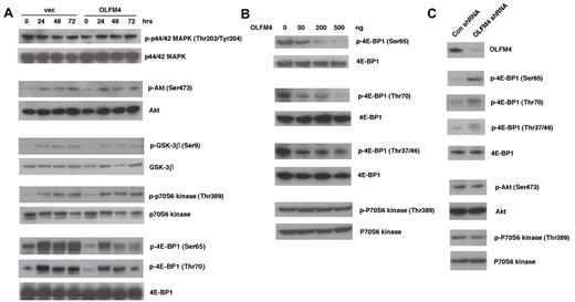 Figure 7. OLFM4 inhibits 4E-BP1 phosphorylation. (A) HL-60 cells were transfected with OLFM4 expression plasmid (OLFM4) or empty vector (vec) and selected by G418. G418-resistant HL-60 cells were treated with ATRA (1μM) for 3 days. Total cell lysates were subjected to Western blotting analysis with antibodies for phospho-p44/42 MAPK (Thr202/Tyr204), phospho-Akt (Ser473), phospho-GSK3β (Ser9), phopho-p70S6 kinase (Thr389), and phospho-4E-BP1 (Ser65 or Thr70). The blots were stripped and reprobed with corresponding antibodies for p44/42 MAPK, Akt, GSK-3β, p70S6 kinase, and 4E-BP1. (B) HEK-293T cells were cotransfected with 4E-BP1 or p70S6 kinase expression plasmid together with OLFM4 expression plasmid in different amounts, as indicated. After 24 hours, total cell lysates were subjected to Western blotting analysis with antibodies for phospho-4E-BP1 (Ser65, Thr70, or Thr37/46) or phospho-p70S6 kinase (Thr389). The blots were stripped and reprobed with total anti–4E-BP1 or anti-p70S6 kinase. (C) AML-193 cells were transduced with lentiviral shRNA against OLFM4 or control shRNA. After 48 hours, total cell lysates were subjected to Western blotting analysis with antibodies for OLFM4, phospho-4E-BP1 (Ser65, Thr70, or Thr37/46), phospho-Akt (Ser473), or phospho-p70S6 kinase (Thr389). The blots were stripped and reprobed with corresponding 4E-BP1, Akt, and p70S6 kinase antibodies.