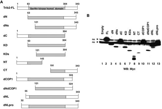 Figure 1. Trib2 mutant design and expression. (A) Schematic of the Trib2 deletion mutants with the amino acid numbers indicated. (B) Expression of Trib2 mutant proteins. 293T cells were transfected with each myc-tagged mutant, and protein lysates were assessed for protein expression by Western blot and probed with the anti-myc antibody 9E10. ns indicates nonspecific binding by the antibody.