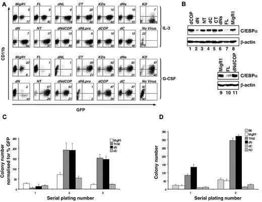 Figure 2. The Trib2 N-terminus is dispensable for WT Trib2 activity. (A) Effect of Trib2 mutants on 32D cell differentiation. 32D cells were transduced with the retroviral vector (MigR1), WT Trib2 (FL), or Trib2 mutants and plated in equal numbers (1 × 105; day 0, 48 hours posttransduction) in IL-3 or G-CSF for 5 days. Transduced cells were identified by the expression of the GFP surrogate marker. CD11b expression was assessed after 5 days in culture. Data are representative of 3 independent experiments. (B) Effect of Trib2 mutants on C/EBP-α expression. Sorted GFP+ 32D cells transduced with the indicated retroviral constructs that had been cultured in IL-3 for 2 days were assessed for C/EBP-α protein expression by Western blot. β-actin is the protein loading control. (C) Serial replating ability of Trib2-transduced BM cells. 5-FU–treated BM cells transduced with the retroviral vector (MigR1) or Trib2 constructs were plated in equal number (25 000 unsorted cells in triplicate) in methylcellulose (M3231) containing IL-3, IL-6, SCF, and GM-CSF. The mean numbers of colonies normalized for GFP percentage (as a marker for transduced cells) ± SEM are shown. Data are representative of triplicate cultures from 2 independent experiments. (D) Serial replating ability of Trib2-transduced BM cells from chimeric mice. Then, 25 000 sorted GFP+ BM cells obtained from chimeric mice (MigR1, Trib2, dN, dC, and KD) 6 weeks after BMT and 25 000 control B6 total BM cells were plated in triplicate in methylcellulose (M3434, which contains SCF, IL-3, IL-6, and erythropoietin). The mean numbers of colonies ± SEM are shown. Data are representative of triplicate cultures from 2 independent experiments.