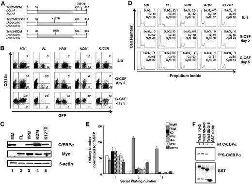 Figure 3. Both the Trib2 KD- and COP1-binding sites are required for Trib2 activity. (A) Schematic of Trib2 point mutants. Left, amino acid sequences show original sequence on top and mutated sequence on bottom. (B) Effect of Trib2 mutants on 32D cell differentiation. 32D cells transduced with the vector control (MigR1-myc; MM), WT Trib2 (FL) or the Trib2 mutants were plated in equal numbers (1 × 105; day 0, 48 hours posttransduction) in IL-3 or G-CSF. Transduced cells were identified by the expression of the GFP surrogate marker. CD11b expression was assessed after 2 and 5 days. Data are representative of 3 independent experiments. (C) Effect of Trib2 mutants on C/EBP-α expression. 32D cells were transduced with the indicated retroviral constructs, sorted for GFP 48 hours after transduction, and assessed for C/EBP-α, myc-tagged FL Trib2, and myc-tagged Trib2 mutant (VPM, KDM, and K177R) protein expression by Western blot, 3 days after sorting. MigR1-Myc is the empty vector (MM). β-actin is the protein loading control. (D) Effect of Trib2 mutants on 32D cell cycle. 32D cells were transduced with the vector control (MigR1-myc; MM), WT Trib2 (FL), or the Trib2 mutants, sorted for GFP 48 hours later, and 1 × 105 GFP+ cells were plated in 5 ng/mL IL-3 or 25 ng/mL G-CSF 3 days after sorting. Cell cycle was assessed by propidium iodide staining on days 2 and 5. (E) Effect of Trib2 mutants on serial replating by transduced BM. 5-FU–treated BM cells transduced with the MigR1 retroviral vector, WT Trib2, or the indicated Trib2 mutants were plated in equal number (25 000 unsorted cells in triplicate) in methylcellulose (M3231), containing IL-3, IL-6, SCF, and GM-CSF. Colonies with > 50 cells were scored and assessed over 3 rounds of serial replating. The mean numbers of colonies normalized for GFP percentage, (as a marker for transduced cells) ± SEM are shown. Data are representative of triplicate cultures from 2 independent experiments. (F) Interaction of Trib2 mutants and C/EBP-α. GST pull-down of Trib2 constructs incubated with IVT 35S C/EBP-α. Top panel: autoradiograph of 35S C/EBP-α. Bottom panel shows Coomassie gel of GST proteins.