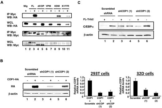 Figure 4. The Trib2 COP1-binding site and COP1 are required for C/EBP-α degradation. (A) Interaction of Trib2 and COP1. 293T cells were transfected with COP1-HA (lane 1), myc-tagged Trib2-FL (lane 2), COP1-HA and myc-tagged Trib2-FL (lane 3), myc-tagged dCOP (lane 4), COP1-HA and myc-tagged dCOP (lane 5), myc-tagged VPM (lane 6), COP1-HA and myc-tagged VPM (lane 7), myc-tagged KDM (lane 8), COP1-HA and myc-tagged KDM (lane 9), myc-tagged K177R (lane 10), or COP1-HA and myc-tagged K177R (lane 11). Proteins were immunoprecipitated using the Myc 9E10 antibody, and Western blotting was performed with HA (top panels) and Myc (bottom panels) antibodies on immunoprecipitates (IP), and on whole cell lysates (WCLs). (B) COP1 knockdown decreases COP1 expression. Left panel, 293T cells were transfected with scrambled shRNA, or 1 of 2 different shCOP1 plasmids alone or together with COP1-HA. Western blotting was performed with HA antibody to detect COP1 expression. β-actin served as the loading control. Middle panel, 293T cells were cotransfected with COP1-HA and either the scrambled shRNA or each of the shCOP1 plasmids and analyzed by real-time RT-PCR for COP1 expression. Error bars denote SEM of each sample measured in triplicate. Right panel, sorted GFP+ 32D cells transduced with either shCOP1 or scrambled shRNA-expressing retrovirus were analyzed for endogenous COP1 knockdown by real-time RT-PCR. Error bars denote SEM of each sample measured in triplicate. (C) COP1 knockdown impairs the effects of Trib2 on C/EBP-α expression. Sorted GFP+ tNGFR+ 32D cells transduced with the indicated retroviral constructs were assessed for C/EBP-α protein expression by Western blot. The shRNA constructs were expressed from the low-molecular-mass polypeptide retroviral vector, which expresses GFP as a surrogate marker, whereas Trib2 was expressed from a version of MigR1 that expresses truncated NGFR as a surrogate marker.37 The cells that were not transduced with FL-Trib2 were transduced with the empty NGFR vector (lanes 2, 4, and 6). β-Actin was the protein loading control.