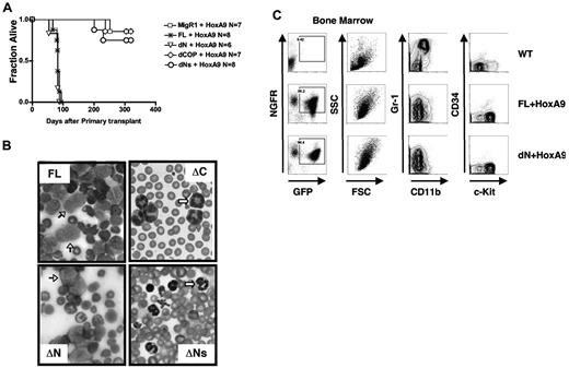 Figure 5. The COP1-binding site and intact KD are necessary for the leukemogenic activity of Trib2. (A) Kaplan-Meier survival curve of mice receiving Trib2-FL, dN, dCOP, dNs, or MigR1 cotransduced with HoxA9 BM. The median survival of FL and dN mice was 83 and 79 days, respectively. (B) Wright-Giemsa–stained peripheral blood smears from mice receiving full-length Trib2 (FL, top left) and the ΔC (top right), ΔNs (bottom right), and ΔN mice (bottom left). Several leukemic blasts are indicated by the black arrows, and several metamyelocytes are shown by the white arrows. (C) Flow cytometric analysis of BM cells from C57BL/6 mice receiving HoxA9 and/or Trib2 transduced cells. Left panels, analysis of GFP (Trib2 mutants) and HoxA9-NGFR expression (percentages given) in cells obtained from BM of leukemic FL+HoxA9 and dN+HoxA9 mice, compared with C57BL/6 control mice. Flow cytometric analysis of Gr-1 and CD11b expression (middle panels) and CD34 and c-Kit expression (right panels) in the GFP+NGFR+ fractions. Representative plots are shown.