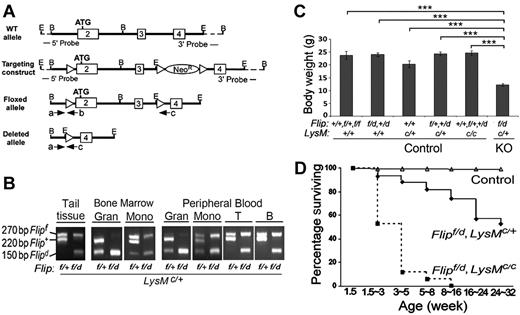 Figure 1. Deletion of Flip in myeloid linage results in postnatal growth retardation and premature death. (A) Schematic of the Flip targeting strategy. A 9.5-kb Flip genomic DNA segment (exon 2 to 4 from a C57BL/6J mouse BAC library) was used to engineer the Flip conditional mutagenesis construct. Exons are indicated by rectangular boxes and E and B represent the restriction cleavage sites of EcoRI and BamHI. Three loxP sites were inserted as indicated by triangles. The dashed lines represent the flanking region for Southern blot probes. The location of 3 PCR primers (a, b, c) and orientation are indicated by arrows. Amplification using primers a and b generates a 220-bp fragment for wild-type (Flip+) and a 270-bp fragment for the floxed (Flipf) allele. Cre-induced recombination generates a 150-bp fragment for depleted Flip allele (Flipd) using primers a and c. All recombinant DNA and animal procedures were approved by the Office of Research Safety and the Institutional Animal Care and Use Committee of Northwestern University. (B) PCR genotyping of the LysM-cre–induced cell type-specific deletion of Flipf. The representative Flipf/+, LysMc/+ littermate control and Flipf/d, LysMc/+ knockout (KO) mice were genotyped from tail biopsy, and the different cell types were isolated from bone marrow (BM), and peripheral blood were genotyped by 3 PCR primers indicated in panel A. Granulocytes (Gran) were 11b+/Gr1+ F4/80−; peripheral blood monocytes or bone marrow monocyte precursors (Mono) were 11b+, F4/80+; B cells were 11b−/CD19+, and T cells were 11b−CD3+. (C) Body weight of Flipf/d, LysMc/+ (n = 53) and littermate controls including: Flip+/+, Flipf/+ or Flipf/f, LysM+/+ (n = 9); Flipf/d or Flip+/d, LysM+/+ (n = 10); Flip+/+, LysMc/+ (n = 5); Flipf/+or Flip+/d, LysMc/+ (n = 24); and Flip+/+, Flipf/+or Flip+/d, LysMc/c (n = 12). All mice are between 6 to 24 weeks of age. ***P < .001, compared with indicated groups. (D) Postnatal viability of Flipf/d, LysMc/+ (n = 101) and the Flipf/d, LysMc/c (n = 17) and littermate controls (n = 475), which included: Flip+/+, Flipf/+ or Flipf/f, LysM+/+ (n = 112), Flipf/d or Flip+/d, LysM+/+ (n = 112), Flip+/+, LysMc/+ (n = 47), Flipf/+or Flip+/d, LysMc/+ (n = 127), and Flip+/+, Flipf/+or Flip+/d, LysMc/c (n = 77) mice.