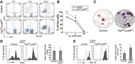 Figure 4. Normal apoptosis and function in Flip-deficient circulating neutrophils. (A) Time-dependent loss of mitochondrial transmembrane potential (Δ Ψm) was assessed by decreased Rh123 fluorescence (x-axis) and the loss of membrane integrity assessed by uptake of DAPI (y-axis). (B) The percentage of live cells is identified as Rh123+, DAPI− (n = 4 for each group); *P < .05 and **P < .01 between groups. (C) Representative myeloperoxidase staining of peripheral blood smears, observed by light microscopy (400×). Data are representative of 3 Flipf/d, LysMc/+ and sex-matched littermate controls. (D) The ability to oxidize nonfluoresent dihydrorhodamine 123 was accessed as increased mean florescence intensity after PMA activation. (E) Neutrophil degranulation was determined by increased mean florescence intensity of cell surface CD11b after PMA stimulation. The observations were obtained from 5 Flipf/d, LysMc/+ and sex-matched littermate controls.