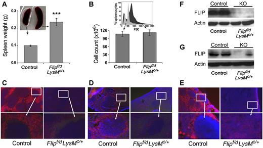 Figure 5. Decreased macrophages and FLIP expression in the spleen and lymph node. Spleen size (n = 31; A) and total number of spleen cells (n = 16; B) in Flipf/d, LysMc/+ and littermate controls. A representative flow histogram of forward scatter (FSC) from ungated splenocytes of Flipf/d, LysMc/+ and littermate control mice is presented in the inset of panel B. Immunofluorescence microscopy of spleen was performed to identify red pulp macrophages (anti-F4/80; C) or marginal zone macrophages (anti-CD169; D), and of lymph nodes with anti-F4/80 antibodies (E). The data are representative of sections from 3-4 mice of each group. The area in the box is enlarged in the bottom panel. Randomly selected spleens (F) and lymph nodes (G) from littermate controls and Flipf/d, LysMc/+ mice were used to examine the expression of FLIP determined by immunoblot analysis. The data are representative of > 4 mice for each group.