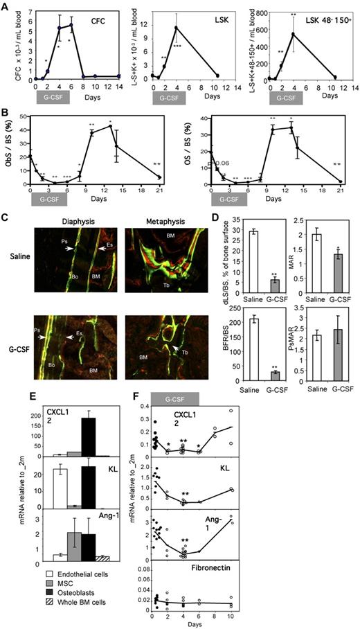 Figure 1. Impaired endosteal bone formation and HSC niche function in G-CSF–mobilized mice. (A) Mobilization of CFCs, Lin−Sca1+KIT+ (LSK) HSPCs, and Lin−CD41−Sca1+KIT+CD48−CD150+ phenotypic HSCs in blood following G-CSF administration. Data are means ± SD of 4 mice per group. (B) Histomorphometry for osteoblast surface per unit of bone surface (ObS/BS) and osteoid surface per bone surface (OS/BS) in the trabeculae of the proximal tibial secondary spongiosa from mice mobilized for 6 days with G-CSF. Data are mean ± SEM of both tibias from 3-6 mice per group from one representative experiment of 2 independent experiments. (C) Dynamic histomorphometry in mice mobilized with G-CSF. Mice treated with saline or G-CSF for 6 days were injected every third day alternatively with either calcein or xylenol orange and killed at day 12. Tibial sections were analyzed by confocal laser-scanning micrographs (×20). Green and red lines are areas of bone that mineralized and incorporated calcein and xylenol orange, respectively. BM is slightly red due to nonspecific incorporation of xylenol orange by BM cells, whereas solid bone is dark, except where labeled. Top micrographs are across the cortical bone on the anterofibular side, whereas bottom micrographs are across the secondary spongiosa of the metaphysis. (D) The incorporation of calcein lines was quantified in the secondary spongiosa and at the periosteum; shown are percentage of trabecular bone surface covered by double-calcein lines (dLS/BS), trabecular mineral appositional rate (MAR) between double-calcein lines, trabecular bone forming rate corrected for bone surface (BFR/BS), and periosteal mineral appositional (PsMAR). (E) Expression levels of CXCL-12, KL, and Ang-1 mRNA in endothelial cells (□), mesenchymal stromal cells () and osteoblasts (■) sorted from nonmobilized endosteum, and whole BM cells (▨). All expression levels are relative to β2-microglobulin mRNA and are the average of 2 experiments in which populations were sorted from 10 mice each. (F) mRNA for CXCL-12, KL, Ang-1, and fibronectin were quantified at the indicated time points of G-CSF-mobilization by qRT-PCR. All expression levels are relative to β2-microglobulin mRNA. Each symbol represents the result from an individual mouse. Data are means ± SD. ***P < .001, **P < .01, and *P < .05.
