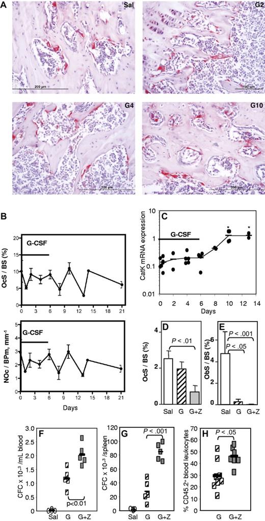 Figure 2. G-CSF–induced mobilization is not mediated by osteoclasts. (A) TRAP staining in tibial spongiosa from mice treated with saline (Sal) or G-CSF for 2 (G2), 4 (G4), or 6 days, followed by 4 days of recovery (G10). Osteoclasts are stained in red. (B) Histomorphometry for osteoclast surface per bone surface (OcS/BS) and number of osteoclasts per bone perimeter (NOc/BPm) in the trabeculae of the proximal tibial secondary spongiosa from mice mobilized for 6 days with G-CSF. (C) qRT-PCR for cathepsin K mRNA in endosteal cells. *P < .05. (D-F) Effect of zoledronic acid and G-CSF treatment on osteoclast (D) and osteoblast (E) surface per bone surface in the trabeculae, mobilization of CFCs into blood (F) and spleen (G), and mobilization of competitive repopulating cells (H). In panels B, D, and E, each bar is mean ± SEM of 4 mice per group. In panels C and F through H, each symbol represents an individual mouse, and bars are the mean from one representative experiment of 2 independent experiments.
