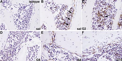 Figure 3. Loss of osteomacs from endosteal surface during G-CSF–induced mobilization. Bone sections from mice treated with saline (A,B) or G-CSF for 2 (C), 6 (D), or for 6 days with G-CSF, followed by a recovery of 2 (E) or 4 days (F), were stained with a monoclonal antibody against the F4/80 antigen (B-F) or an isotype-matched nonimmune antibody (A). F4/80+ cells are stained brown. F4/80+ osteomacs forming a canopy over active osteoblasts at endosteal surfaces were detected in saline-treated animals (B, arrows) as well as 4 days following cessation of a 6-day G-CSF treatment (F). Clustering of F4/80+ cells around blood vessels was observed after 2 days of treatment (C, arrows). Pictures are representive of 1 mouse of 3 mice per time point.