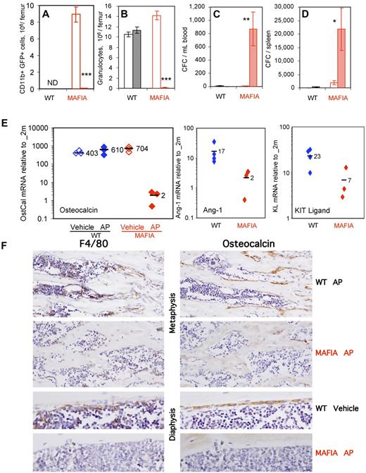 Figure 4. In vivo depletion of myeloid cells in Mafia mice results in HSPC mobilization and collapse of endosteal niches. Effect of a 5-day systemic treatment with AP20187 ligand (filled columns) or vehicle (empty columns) in Mafia and wild-type mice on femoral content in CD11b+GFP+ myeloid cells (A) and CD11b+Ly6-G+ granulocytes (B) and number of CFCs mobilized into blood (C) and spleen (D). CD11b+GFP+ myeloid cells were not determined (ND) in wild-type mice, as they do not express the GFP transgene. Data are mean ± SD of 4-6 mice per group. ***P < .001, **P < .01, and *P < .05 between vehicle- and AP20187-treated mice. (E) Effect of a 5-day systemic treatment with AP20187 ligand (filled symbols) or vehicle (empty columns) in Mafia and wild-type mice on osteocalcin, Ang-1, and KL in endosteal cells measured by qRT-PCR. Each symbol represents an individual mouse; bars are means. (F) Immunohistochemical staining of tibial sections from Mafia and C57BL/6 mice treated for 5 days with AP20187 or vehicle. Brown positive staining for F4/80 (left panels) or osteocalcin (right panels) is shown in near serial section of metaphyseal and diaphyseal endocortical regions. F4/80+ osteomacs can be seen directly on bone surfaces or immediately adjacent to cubiodal osteocalcin+ osteoblasts in control groups, and osteomac canopy structure is clearly evident on endocortical bone. Dramatic depletion of F4/80+ cells and subsequent loss of osteocalcin+ osteoblasts is clearly evident in ligand-treated Mafia mice. Original magnifications ×20 and ×40. All sections were counterstained with hematoxylin.