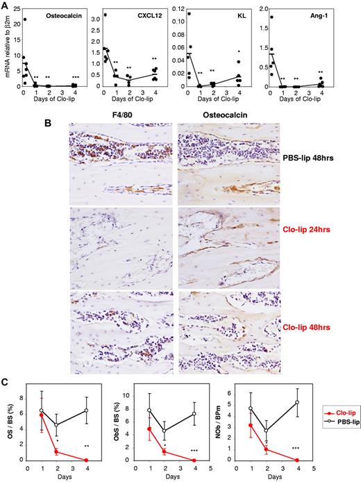 Figure 6. Effect of clodronate-loaded liposomes on endosteal niches. (A) Time course of clo-lipo treatment on mRNA expression of osteocalcin, CXCL12, KL, and Ang-1 in endosteal cells relative to β2-microglobulin. Each symbol represents 1 mouse, and bars are average for each group. ***P < .001, **P < .01, and *P < .05 between PSB-lip– (time 0) and clo-lip–treated mice. (B) Immunohistochemical staining of femoral sections from C57BL/6 mice treated with clo-lip (24 or 48 hours) or PBS-lip (48 hours). Brown positive staining for F4/80 and osteocalcin is shown in near serial sections of metaphysal bone. Clo-lip treatment resulted in the depletion of F4/80+ cells at 24 and 48 hours after clo-lip treatment. Subsequent reduction in osteocalcin+ osteoblasts occurred at 48 hours. All sections were counterstained with hematoxylin. Original magnification ×20. (C) Histomorphometry for osteoid surface per bone surface (OS/BS), osteoblast surface per bone surface (ObS/BS), and number of osteoblasts per bone perimeter (NOb/BPm) in the trabeculae of the proximal tibial secondary spongiosa from mice treated with clo-lip or PBS-lip. Data are means ± SEM of both tibias from 4-8 mice per group. *P < .05, **P < .01; and ***P < .001.