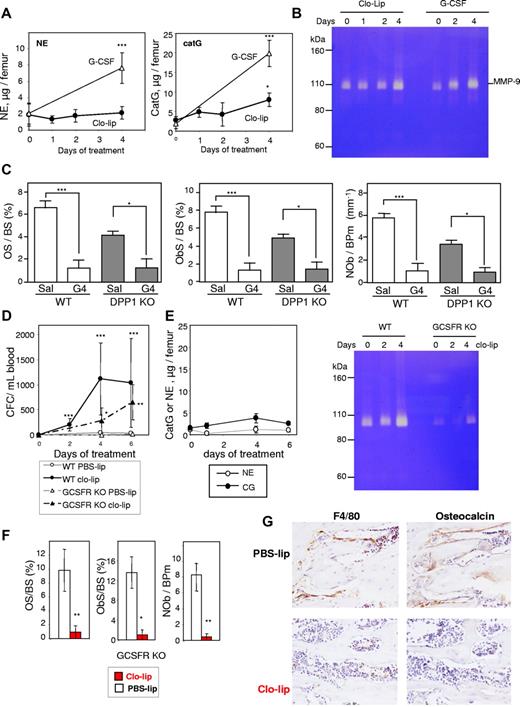 Figure 7. Mobilization with clo-lip is independent of neutrophil proteases. (A) Concentration of proteolytically active NE and catG in BM fluids from clo-lip–treated C57BL/6 mice. Results are compared with 129Sv mice treated for 4 days with G-CSF (4 mice per time point; mean ± SD). (B) Gelatin zymography of BM fluids from C57BL/6 mice treated with clo-lip or G-CSF. Each lane contains a pool of BM fluids from 4 different mice. (C) Effect of G-CSF on osteoid surface per bone surface (OS/BS), osteoblast surface per bone surface (ObS/BS), and number of osteoblasts per bone perimeter (NOb/BPm) in DPP1-deficient mice. Data are means ± SEM of both tibias from 4 mice per group. Effect of clo-lip in GCSFR-deficient mice on mobilization of CFC in blood (D) and (E) concentrations of active NE, catG, and MMP-9 in BM fluids (4 mice per time point; mean ± SD). Effect of 4-day clo-lip treatment on osteoid surface per bone surface (OS/BS), osteoblast surface per bone surface (ObS/BS), number of osteoblasts per bone perimeter (NOb/BPm) (F), osteocalcin+ mature osteoblasts (G, right panels, metaphyseal trabecular bone), and F4/80+ osteomacs (G, left panels) in GCSFR knockout mice (means ± SEM and representative ×40 magnification images, respectively, 3 mice per group). *P < .05, **P < .01, and ***P < .001.