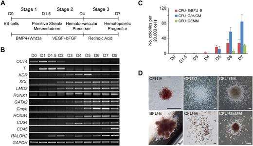 Figure 1. Staged differentiation of hematopoietic progenitors from hESCs. (A) Schematic for the 3-stage hematopoietic differentiation protocol of hESCs. (B) Gene expression changes of EB cells at different stages of development were analyzed by reverse transcription PCR. (C) Development of CFCs during hematopoietic differentiation. (D) Photographs of different hematopoietic colony types derived from stage-3 EB cells. CFU-E indicates erythroid CFU; BFU-E, erythroid burst-forming unit; CFU-GEMM, granulocyte/erythroid/macrophage/megakaryocyte CFU. Images were captured under culture mediums of the cells. The image of CFU-E is shown at 40× original magnification, and the other images are shown at 100× original magnification. Images were recorded with NIS-Elements F 2.30 in the Nikon ECLIPSE TE2000-U microscope system and processed with the Adobe Photoshop CS software. Scale bar, 200 μm. Error bars indicate mean ± SEM (n = 3).