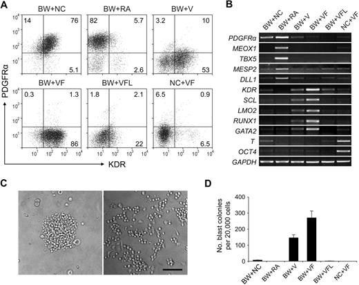 Figure 3. Subset specification of primitive streak/mesendoderm cells. BMP4 and Wnt3a-induced EBs (day 1.5) were cultured with different induction factors for 2.5 days. Numbers represent percentage of total cells. The characteristics of day 4 EBs were analyzed by flow cytometry with KDR and PDGFRα (A) and by reverse transcription PCR (B). (C) Images of blast colony derived from day 4 EB cells (left) and hematopoietic and endothelial cells derived from this single blast colony (right). Images were captured under culture mediums of the cells and are shown at 100× original magnification. (D) Hematopoietic and endothelial potentials of day 4 EB cells under different conditions were assessed by blast colony-forming assay. Error bars indicate mean ± SEM (n = 3). Each sample was in triplicate. BW indicates BMP4 and Wnt3a; NC, no cytokine; V, VEGF; F, bFGF; L, LE540. Images were recorded with the use of NIS-Elements F 2.30 in the Nikon ECLIPSE TE2000-U microscope system and processed with the Adobe Photoshop CS software. Scale bar, 200 μm.