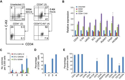 Figure 5. Hematopoietic progenitors enriched in CD34+ C-Kit+ population. (A) Magnetic cell sorting (MACS) and fluorescence-activated cell sorting (FACS) selection of day 7 EB cells by CD34 and C-Kit. The expression of CD34 and C-Kit in unselected cells (1), in MACS-selected CD34− cells (2), in MACS-selected CD34+ cells (3), and in FACS-selected CD34+C-Kit+ cells (4) was examined by flow cytometric analysis. Numbers represent percentage of total cells. (B) Gene expression of selected and unselected cells was assessed by real-time PCR. Relative gene expression was determined by normalization to that in unsorted cells. Similar results were produced by 3 independent experiments with 3 parallel samples. The data were from one experiment, and data represent mean ± SEM (C) Hematopoietic progenitor potential of MACS-selected and unselected cells were tested by methylcellulose hematopoietic colony assay. Error bars indicate mean ± SEM (n = 3). Each sample was in triplicate. (D) MACS-selected cells were cultured as aggregates for 7 days with serum-free expansion medium supplemented with 10% FBS, SCF, Flt-3L, IL-3, and IL-6. The hematopoietic potential of selected and unselected cells was assessed by CD45 expression determined by flow cytometric analysis. Error bars indicate mean ± SEM (n = 3). (E) Quantification of the percentage of CD34+ C-Kit+ hESC-derived hematopoietic progenitors expressing a given marker by flow cytometry.