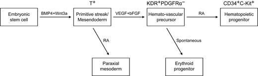 Figure 7. A model of the stage-specific role of RA in human mesoderm and hematopoietic development. VEGF and bFGF efficiently specify KDR+PDGFRα− the hemato-vascular lineage from BMP4/Wnt3a-induced T+ primitive streak/mesendoderm cells. At this stage, the role of exogenous RA is to induce paraxial mesoderm. At a later stage, RA enhances the generation of hematopoietic progenitors (CD34+C-Kit+) and decreases erythroid development from hemato-vascular precursors.
