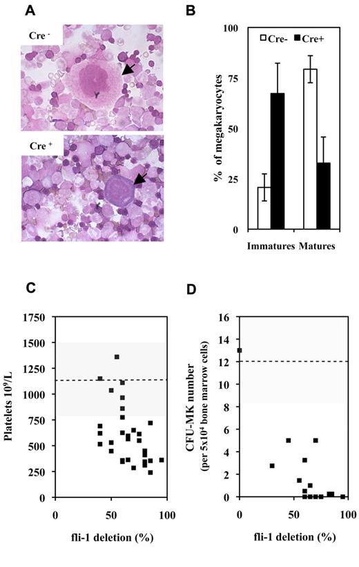 Figure 1. Fli-1 gene deletion induces a mild thrombocytopenia associated with megakaryocytes maturation defects and drastic decrease in CFU-MK numbers. (A) Representative fields of BMCs cytospins from pIpC-injected Cre+ and Cre−Fli1fl/Fli1fl mice. Arrows indicate representative mature and immature megakaryocytes in Cre− or Cre+ cytospins, respectively. (B) Histogram showing significant inverted proportions of immature versus mature megakaryocytes in bone marrow between injected Cre+ or Cre− mice (P = 1.48 × 10−5 and 4.1 × 10−6 for immature and mature cells, respectively). Means and SDs from 5 different couples of injected Cre+ and Cre− Fli1fl/Fli1fl mice. (C) Diagram showing the variations in platelet numbers with respect of the extent of Fli-1 gene deletion. Dotted line and gray area indicates the mean and SD of platelet numbers in injected control Cre− mice. (D) Diagram showing the variations in CFU-MK numbers for 5 × 104 BMCs with respect of the extent of Fli-1 gene deletion (a total of 2 × 105 BMCs have been plated for each experiment). Dotted line and gray area indicate the mean and SD of CFU-MK numbers in injected control Cre− mice.