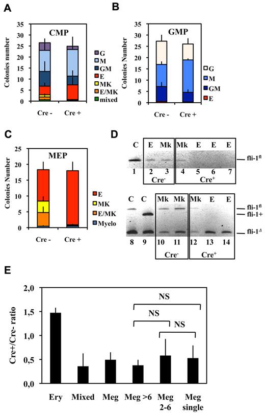 Figure 3. Fli-1 gene deletion decreases the megakaryocytic differentiation potential of MEPs at the benefit of erythrocytic differentiation. (A-C) Histograms showing the number of different classes of colonies generated in semisolid medium containing a complete cocktail of cytokines (IL3, IL11, TPO, EPO, SCF, GM-CSF, Flt3-l) by 100 sorted CMPs (A), GMPs (B), or MEPs (C; means and SDs from 5 different couples of injected fli1fl/fli1Δ Cre+ and Cre− mice). Note that the loss of virtually all identifiable megakaryocytic and mixed colonies in the progeny of Cre+ MEPs in C occurred without significant decrease of overall clonogenicity. (D) PCR analyses of Fli-1 gene deletion in single erythrocytic (E) or megakaryocytic (Mk) colonies derived from Cre+ or Cre− MEPs purified from Fli1Δ/Fli1fl mice. The top gel (lanes 1-7) has been generated using primers allowing the detection of undeleted allele Fli1fl only, whereas the bottom gel (lanes 8-14) has been generated using primers allowing simultaneous detection of deleted Fli1Δ and undeleted Fli1fl alleles. Lanes 1, 8, and 9 correspond to tail DNA from uninjected control mice. (E) Single-sorted bone marrow MEPs from injected Cre− or Cre+ mice were seeded at 1 cell per well in liquid medium containing complete cocktail of cytokines (IL3, IL11, TPO, EPO, SCF, GM-CSF, Flt3-l), and the cell composition of each well was individually scored under light microscopy after 1 week of culture. Histogram shows Cre+/Cre− ratios for each class of wells containing either pure erythrocytic colony (large number of small cells and no identifiable large mature megakaryocyte), mixed colony (large number of small cells with clearly identifiable megakaryocytes), and pure megakaryocytic colony containing the indicated number of megakaryocytes (typical light microscope views of colonies are given in supplemental Figure 2). Means and SDs from analyses of 6 different couples of Cre+ and Cre− mice (3 couples of Fli1fl/Flifl and 3 couples of fli1fl/fli1Δ genotypes). All Cre+/Cre− ratios were significantly different from 1. NS indicates nonsignificant differences between different classes of megakaryocytic colonies (P > .05) in paired Student t test.