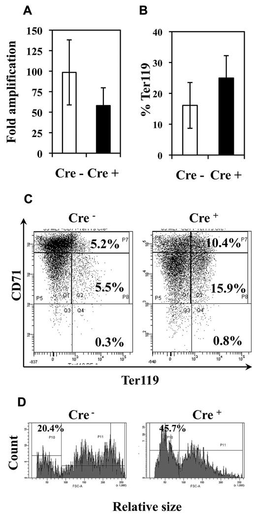 Figure 5. Fli-1 gene deletion decreases the proliferation and enhances the differentiation of MEP-derived erythrocytic cells. Equivalent numbers of bone marrow MEP purified from injected Cre− or Cre+ mice have been cultured for 5 days in liquid medium containing a complete cocktail of myeloid cytokines (IL3, IL11, TPO, EPO, SCF, GM-CSF, Flt3-l). (A) Histogram showing the decrease in the fold amplification of Cre+ MEPs (means and SDs from 7 different couples of Cre+ and Cre− mice; P < .05). (B) Histogram showing the increased proportion of Ter119-positive cells in Cre+ MEP culture (means and SDs from the analyses of 5 different couples of Cre+ and Cre− mice; P < .05). (C) Typical FACS diagram of cells after Ter119 and CD71 double-labeling. (D) Typical FACS diagram showing the increased proportion of small Ter119+ differentiated cells derived from Cre+ MEPs compared with Cre− MEPs.