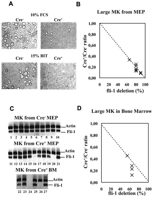 Figure 6. Fli-1 gene deletion drastically impairs the production of large mature megakaryocytes. Cre+ or Cre− MEPs have been cultured for 5 days in liquid medium supplemented either with 10% FCS and a complete cocktail of myeloid cytokines or in serum-free medium containing 15% BIT and only cytokines favoring megakaryocytic differentiation. (A) Picture showing the drastic decrease in the number of large megakaryocytes in Cre+ MEP cultures. (B) Dot plot showing the decrease in the number of large mature megakaryocytes in Cre+ versus Cre− MEP cultures according to increasing Fli-1 gene deletion efficiency. Relative numbers of large mature megakaryocytes were determined by counting at least 3 different fields of MGG stained cytospins obtained with equivalent numbers of cells from Cre+ and Cre− MEP cultures (compilation of the results from 4 different couples of Cre+ and Cre− mice and MEP cultures performed in either FCS containing or serum-free medium). (C) Single-cell RT-PCR analyses showing the proportion of large megakaryocytes still expressing Fli-1 mRNA (undeleted cells) isolated from culture of Cre− MEP (lanes 1-10), from culture of Cre+ MEPs with an initial deletion efficiency of 85% (lanes 11-21) and from bone marrow of injected Cre+ mice displaying deletion efficiency in total BMC population of 55% (lanes 22-27). (D) Dot plot showing the decrease in the number of large mature acetylycholinesterase-positive megakaryocytes counted on BMC cytospins from 4 injected Cre+ mice displaying the indicated Fli-1 gene deletion efficiencies.
