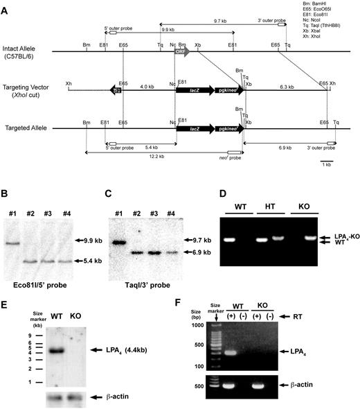 Figure 1. Generation of LPA4-deficient mice. (A) Strategy for homologous recombination at the mouse Lpa4 gene locus on the X chromosome. The entire ORF of LPA4 was replaced by the LacZ-neo cassette. The structure of the intact Lpa4 allele is shown at the top, the structure of the Lpa4 targeting vector is depicted in the middle, and the predicted structure of the targeted allele is shown at the bottom. (B) Southern blot analysis of genomic DNA from ES cells. Eco81I-digested genomic DNA samples from WT and LPA4-deficient ES cells were hybridized with the 5′ probe shown in panel A. Lane 1 is WT, while lanes 2, 3, and 4 represent LPA4-deficient cells. (C) Southern blot analysis of genomic DNA from ES cells. TaqI-digested genomic DNA samples from WT and LPA4-deficient ES cells were hybridized with the 3′ probe shown in panel A. Lane 1 is WT, while lanes 2, 3, and 4 represent LPA4-deficient cells. (D) PCR genotyping with genomic DNA from female tails. WT, wild-type; HT, heterozygous; KO, LPA4-deficient. (E) Northern blot analysis of Lpa4 mRNA expression. Each of total RNA samples (5 μg) from E12.5 whole embryos were hybridized with a probe containing the entire ORF of Lpa4 or a human β-actin cDNA probe. (F) RT-PCR with RNA samples from LPA4-deficient and WT mice. RNA was extracted from E12.5 whole embryos.