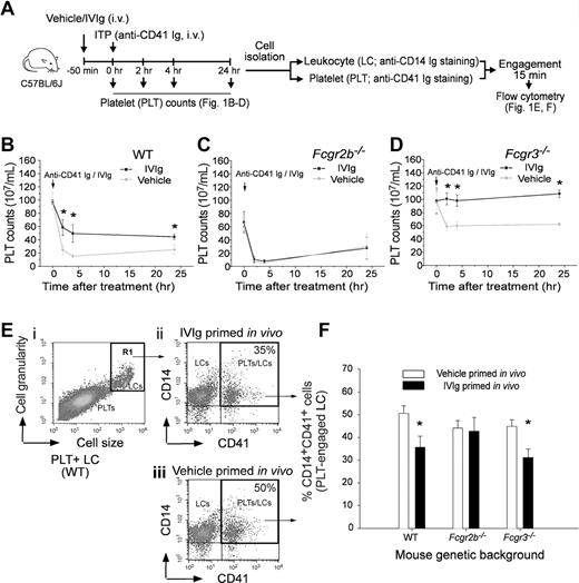 Figure 1. IVIg ameliorated ITP associated with ameliorated platelet-leukocyte engagement. IVIg (1 g/kg) was pretreated 50 minutes to ameliorate anti-CD41 Ig (rat anti-mouse mAb, MWReg30; 0.1 mg/kg) induced ITP and platelet-CD14+ leukocyte (PLT-CD14+ LC) engagement of C57BL/6J mice. The experiment outline is illustrated in panel A. PLT counts of mice with different genetic backgrounds, WT (B), Fcgr2b−/− (C) and Fcgr3−/− (D), at various time intervals after ITP inductions are indicated. *P < .05 versus vehicle groups. n = 8 (4 experiments with 2 replicates). In vitro engagements of lineage specific (PLT: CD41; LC: CD14) fluorescent Igs labeled PLTs and LCs from respective mice groups (B-D) were analyzed using flow cytometry (E-F). LCs were first distinguished from PLTs using cell size and granularity characteristics (Ei, R1 region), and then PLT-engaged LCs were quantified by measuring CD14+ CD41+ double positive cells (top right regions in panel Eii-iii). Quantified results of PLT-CD14+ LC engagements are indicated (% of double positive cells) (F); *P < .05 versus respective vehicle groups. n = 8 (4 experiments with 2 replicates). Data are mean ± SD.
