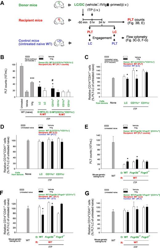 Figure 3. Down-regulated CD14+ LC-engagement property of PLTs is associated with IVIg-DC–mediated amelioration of ITP. Experimental outline (A) for the PLT count (B) and PLT-CD14+ LC engagement (C-D) analyses of recipient mice after adoptive transfer of IVIg-primed splenic cells (LC, CD11c+ DC, and CD11c−) and ITP induction (MWReg30; 0.1 mg/kg). PLTs and LCs were labeled with lineage specific fluorescent Ig (PLT: CD41, LC: CD14) before the engagement. Recipient PLTs and LCs were incubated with respective LC and PLT counterparts from control mice (untreated naive, UN mice; wild type, WT) for 15 minutes and then the percentage of CD14+CD41+ engaged cells were measured by flow cytometry (C-D). *P < .05, ***P < .001 versus respective vehicle groups; #P < .05 versus CD11c− groups. Naive groups n = 10, vehicle and IVIg groups n = 6 (5 and 3 experiments with 2 replicates, respectively). (E-G) As the experiment outline indicated (A), PLT counts (E) and PLT-CD14+ LC engagements (F-G) in the recipient mice were analyzed after the cell-transfer of IVIg-primed splenic CD11c+ DCs (IVIg-DCs; WT, Fcgr2b−/− and Fcgr3−/− donors to WT recipients). (C,F) PLTs from the recipients were engaged with LCs from control mice (UN mice, WT). (D,G) LCs from the recipients were engaged with PLTs from control mice (UN mice, WT). Engagement levels of control PLTs plus control LCs (both from control UN mice, WT) were normalized to 100% (C-D, F-G). *P < .05 represents significant amelioration, versus respective vehicle groups. n = 6 (3 experiments with 2 replicates). D: donor (green labels); R: recipient (red labels); Control: untreated naive mice (blue labels). Data are mean ± SD. Naive: without cell transfer. Untreated: without ITP induction and vehicle/IVIg treatments.