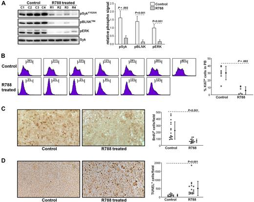 Figure 5. Effects of R788 treatment on BCR signaling, leukemic cell proliferation, and survival. (A) B6/C3H F1 mice with overt TCL1-002 leukemia were treated for 7 days with R788 or vehicle control. Peripheral blood samples were collected 30 minutes after the last treatment, and immunoblotting analysis was performed on cellular extracts using the indicated antibodies. Changes in the amount of phosphorylated Syk, BLNK, and ERK are summarized in the graph. The phospho-specific signal was calculated as fold difference in signal intensity relative to the signal in sample C1, which was arbitrarily set to 1.0. Values were normalized against total Syk, which was used as a loading control. (B) Ki67 staining was performed on peripheral blood samples from animals with overt TCL1-002 leukemia treated with vehicle control (n = 7) or R788 (n = 6), as described above. The percentage of Ki67-positive cells is indicated in each histogram plot. Pooled data and statistical evaluation are presented in the graph. Open circles represent the percentage of Ki67-positive cells in each animal; mean values and SD are indicated with filled circles and error bars, respectively. Statistical analysis was performed with the Mann-Whitney rank sum test. (C) In vivo BrdU labeling was done in animals with adoptively transferred TCL1-002 leukemia that were treated for 7 days with vehicle control or R788. BrdU was injected twice on day 7 together with R788 or vehicle control, and spleen samples were collected 6 hours later. Representative examples of frozen spleen sections stained with anti-BrdU antibody are shown. BrdU-positive cells are dark brown. The graph summarizes the data from the analysis of 4 mice treated with R788 and 4 mice treated with vehicle control. Four independent fields per spleen were counted using a Widefield Leica DMR microscope and NIH ImageJ software. Open circles represent the number of BrdU-positive cells/field; mean values and SD are indicated with filled circles and error bars. (D) Representative examples of paraffin-embedded spleen sections stained with TUNEL-peroxidase from mice treated for 7 days with R788 or vehicle control. The graph summarizes the data from the analysis of 4 mice treated with R788 and 3 mice treated with vehicle control. Open circles represent the number of TUNEL-positive cells/field; mean values and SD are indicated with filled circles and error bars.