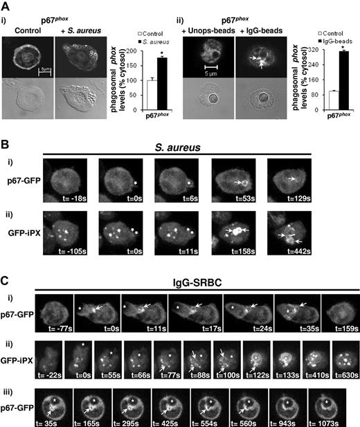 Figure 2. Endogenous and heterologously expressed p67phox or iPX are targeted to pre-phagosomal structures during phagocytosis of IgG-coated particles. (A) Primed WT neutrophils (5 × 104) were incubated without or with 1 × 106 serum-opsonized S aureus for 7 minutes at 37°C (i), or with 5 × 104 unopsonized or IgG-opsonized beads for 20 minutes at 37°C (ii), as described in “Phagocytosis assays.” Samples were cytospun (i) or allowed to adhere (ii) onto glass slides, fixed, and stained for p67phox as described in “Phagocytosis assays.” Mounted samples were visualized on a Zeiss LSM 510 META point-scanning microscope using fluorescence and DIC optics. Shown are representative fluorescence and DIC images for conditions tested. Phagosomal (i) and extra-phagosomal (ii; indicated by arrows) accumulation of p67phox was quantified for at least 50 events under each condition using LSM 510 Image browser software and expressed as mean ± SEM as a percentage of cytosolic levels, *P < .0001, Student t test. (B-C) BMNs expressing p67phox-GFP (Bi,Ci,Ciii) or GFP-iPX (Bii,Cii) in a WT genetic background were primed at a concentration of 2 × 107/mL, placed on ice and gently mixed at regular intervals. Aliquots of 5 × 105-1 × 106 cells were settled onto glass coverslips in imaging chambers that were previously blocked with 100% FBS. Cells were incubated with serum-opsonized S aureus (1-5:1 S.aureus:neutrophil; B), or IgG-SRBCs (20:1 IgG-SRBCs:neutrophils; C). z-stacks of neutrophils undergoing phagocytosis were captured over time on a Nikon-Eclipse spinning disk confocal microscope equipped with an ultrasensitive EM-CCD camera, as described in “Live imaging.” A total of 20-22 slices were captured for each time frame, at a distance of 0.5 μm between each slice, encompassing the whole neutrophil. The exposure time was 100 milliseconds, and the time interval between each frame was 5.896 seconds (p67phox-GFP), 10.52 seconds (GFP-iPX; Bii), or 11.046 seconds (GFP-iPX; Cii). 3D reconstruction was performed using Volocity software, and reconstructions at individual time frames representing different stages of phagocytosis are shown. The time of attachment of particle to neutrophil and/or the time of formation of the phagocytic cup was defined as t = 0. Stars indicated the position of particles during various stages of phagocytosis; white arrows indicate the position of bacterial phagosomes containing p67phox-GFP or GFP-iPX (B) or pre-phagosomal accumulation of p67phox-GFP or GFP-iPX (C). Imaging experiments were performed with neutrophils from individual mice, on at least 2 different days. (Ciii) Series of confocal images over time, showing fusion of a pre-phagosomal structure containing p67phox-GFP with an IgG-SRBC phagosome.