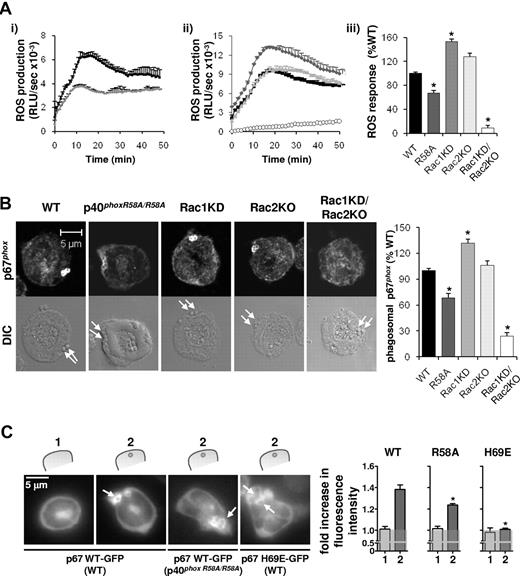 Figure 3. Assembly and activation of the NADPH oxidase in response to serum-opsonized S aureus is partially dependent on binding of p40phox to PtdIns3P, but fully dependent on Rac. (A) Primed neutrophils (1 × 106) isolated from WT (black squares/bars) or p40phoxR58A/R58A (R58A, dark gray diamonds/bars) genotypes (i,iii); or from WT (black squares/bars), Rac1 knockdown on a WT background (Rac1KD, gray diamonds/bars), Rac2−/− (Rac2KO, light gray triangle/bar), and Rac1 knockdown on a Rac2 KO background (Rac1KD/Rac2KO, open circles/bar; ii-iii) were preincubated with luminol/HRP, before addition to serum-S aureus as described in “Measurement of ROS production.” Total ROS responses were measured by chemiluminesence and recorded on a 96-well plate using a Berthold Microlumat Plus luminometer as described in “Measurement of ROS production.” All incubations were performed in at least duplicate. Shown are data (mean ± range) from 1 experiment representative of at least 3, expressed as RLU/s (i-ii), as well as accumulated light emission (ROS response) over 20 minutes for a combination of ≥ 3 experiments (mean ± SEM), expressed as a percentage of the response in WT mouse neutrophils (iii). *P < .0001, paired Student's t test (WT/R58A), 1-way analysis of variance (ANOVA) (WT, Rac1KD, Rac2KO, Rac1KD/Rac2KO), compared with WT response. (B) Primed BMNs from the indicated genetic backgrounds, after phagocytosis of serum-S aureus were fixed and stained and imaged for p67phox as described in Figure 2A. Phagosomal p67phox fluorescence was quantified as described in panel A and is expressed (mean ± SEM) as a percentage of WT levels, *P < .0001, 1-way ANOVA. Arrows indicate the position of S aureus bacteria in the DIC images. (C) For quantification of cytosolic (1) and phagosomal (2) fluorescence, mouse BMNs expressing p67phox WT-GFP on a WT or a p40phoxR58A/R58A genetic background or expressing p67phox H69E-GFP on a WT genetic background were primed and incubated with S aureus as described in Figure 2B. Images were recorded on an Olympus CellR epifluorescence microscope equipped with an Olympus 1 × 2-UCB camera and using a 60× oil objective, as further described in “Live imaging.” Images were recorded for 15 minutes in the GFP channel and DIC channel (not shown) at 4-second intervals and at an exposure time of 750 milliseconds. Representative images are shown. Fluorescence around the phagosomes was quantified using ImageJ software, as described in “Live imaging” and supplemental Figure 9. Data are presented as a ratio of MFI of phagosome:cytosol. The gray transparent area represents a ratio of phagosome:cytosol of 1.0 or lower, representing no phagosomal translocation. Data are mean ± SEM (n ≥ 19 phagosomes in at least 5 different neutrophils per construct/genetic background). *P < .0001 as determined by Student t test between WT and R58A, and between WT and H69E.
