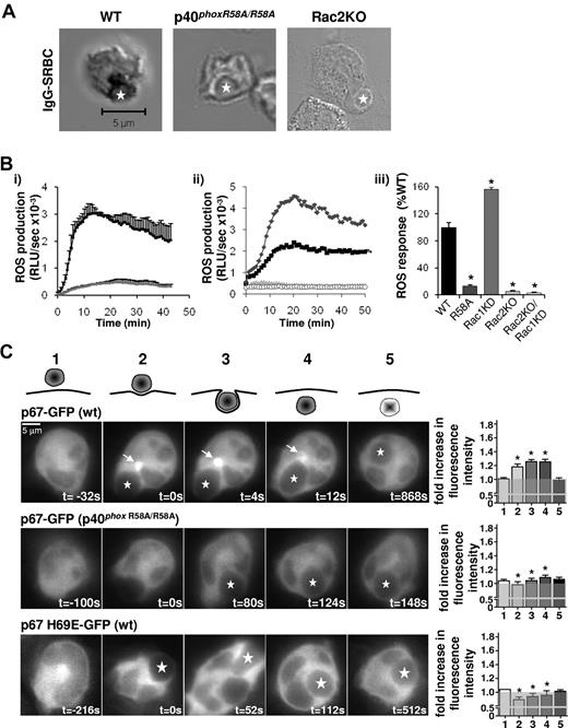 Figure 4. Assembly and activation of the NADPH oxidase in response to IgG-SRBCs is fully dependent on binding of p40phox to PtdIns3P and on Rac2. (A) BMNs from WT, p40phoxR58A/R58A, or Rac2KO genetic backgrounds were preincubated with NBT before incubation with IgG-SRBCs and processed as described in Figure 1, with the exception of Rac2KO samples, which were cytospun onto coverslips. Shown are representative images, with IgG-SRBC phagosomes indicated by stars. (B) Primed BMNs from WT (black squares/bar) or p40phoxR58A/R58A genotypes (dark gray diamonds/bar; i,iii); or from WT (black squares/bar), Rac1KD (gray diamonds/bars), Rac2KO (light gray triangles/bars), and Rac1KD/Rac2KO (open circles/bars) genotypes (ii-iii), were subjected to luminol-dependent chemiluminescence assays for total ROS generation as described in Figure 3A. Shown are data (mean ± range) from 1 experiment representative of at least 3, expressed as RLU/s (i-ii), as well as accumulated light emission (ROS response) over 20 minutes for a combination of ≥ 3 experiments (mean ± SEM), expressed as a percentage of the response in WT mouse neutrophils (iii). *P < .0001, paired Student t test (WT/R58A), 1-way ANOVA (WT, Rac1KD, Rac2KO, Rac1KD/Rac2KO) compared with WT response. (C) For quantification of cytosolic fluorescence (1), fluorescence at sites of attachment of IgG-SRBCs to neutrophil (2), around the phagocytic cup (3), the phagosome (4), and after phagocytosis (5), widefield epifluorescence microscopy was used. Mouse BMNs expressing p67phox WT-GFP on a WT or a p40phoxR58A/R58A genetic background or expressing p67phox H69E-GFP on a WT genetic background were primed and incubated with IgG-SRBCs as described in Figure 2C. Images were recorded and presented as described in Figure 3C. Quantification was performed using ImageJ software, as described in “Live imaging” and supplemental Figure 9. Data are presented as a ratio of MFI of phagosome:cytosol. The gray transparent area represents a ratio of phagosome:cytosol of 1.0 or lower, representing no phagosomal translocation. Data are mean ± SEM (n = 4-17 neutrophils). *P ≤ .01 as determined by Student t test between WT and R58A, and between WT and H69E.