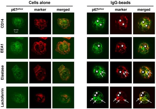 Figure 5. Extra-phagosomal structures containing endogenous p67phox are derived from azurophil and specific granules. Mouse neutrophils were incubated without (cells alone) or with IgG-opsonized 3-μm latex beads as described in “Phagocytosis assays” and were allowed to adhere on glass coverslips. Cells were fixed and permeabilized as described in “Phagocytosis assays,” stained with relevant antibodies, mounted, and visualized on a Zeiss LSM 510 META point-scanning confocal microscope. The position of the phagosome is indicated by a star. Arrows indicate the position of the p67phox-positive extra-phagosomal structure and of granule markers colocalizing with this structure.