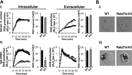 Figure 6. Phagosomal delivery of the oxidase in response to IgG-SRBCs is dependent on Rab27a. Primed BMNs from WT (black squares/bars) or ashen Rab27a−/− (Rab27a KO, gray triangles/bars) animals were preincubated with luminol/SOD (intracellular) or isoluminol/HRP (extracellular; A) or NBT (B) as described in “Measurement of ROS production” and in the supplemental Methods. Cells (5 × 105) were added to either serum-S aureus (i) or IgG-SRBCs (ii), prepared as described in the supplemental Methods. ROS responses (A) and formazan deposition (B) were measured as described in Figures 3A and 1, respectively. Shown are (A) data (mean ± range) from 1 experiment representative of at least 3, expressed as RLU/s, as well as accumulated light emission (ROS production) over 20 minutes for a combination of ≥ 3 experiments (mean ± SEM), expressed as a percentage of the response in WT mouse neutrophils. *P < .0001, paired Student t test compared with WT response and (B) representative images.