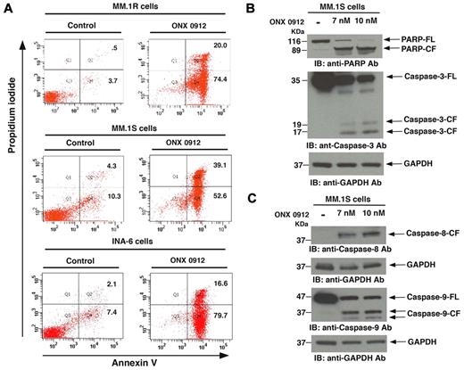 Figure 3. ONX 0912 triggers apoptosis in MM cells, associated with PARP cleavage and caspase activation. (A) MM cell lines were treated with ONX 0912 for 48 hours and analyzed for apoptosis using annexin V/PI staining assay. (B-C) MM.1S cells were treated with ONX 0912 at the indicated doses for 48 hours and harvested; whole-cell lysates were subjected to immunoblot analysis with anti-PARP, anti–caspase-3, anti–caspase-8, anti–caspase-9, or anti-GAPDH Abs. FL indicates full-length; CF denotes cleaved fragment. Blots shown are representative of 3 independent experiments.
