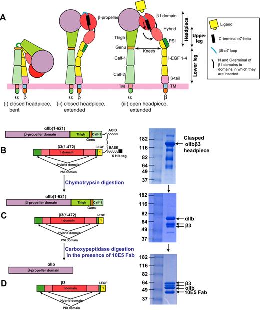 Figure 1. Cartoon models of integrin receptor conformational states and headpiece construct. (A) Three major conformational states of integrin receptor. (B-D) Integrin αIIbβ3 headpiece construct, protein purification, and protease digestion. The αIIbβ3 headpiece was first purified by Ni-NTA (B), then treated with chymotrypsin and further purified by Ni-NTA and gel filtration (C). It was then treated with carboxypeptidase in the presence of monoclonal antibody 10E5 Fab and finally purified by gel filtration (D). Protein molecular weight markers are in kDa.
