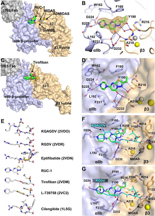 Figure 3. The binding pocket of RUC-1 in the closed αIIbβ3 headpiece crystal structure. (A) Overview of RUC-1 binding site. αIIb (light blue), β3 (wheat), and Fab (gray) are shown as solvent-accessible surfaces. RUC-1 is shown as spheres with green carbons, red oxygens, blue nitrogens, and yellow sulfurs. (B) Close-up of the RUC-1 binding site. Selected side chain and backbone atoms are shown in stick with other regions in cartoon. Color code is as in panel A. A simulated annealing omit map for RUC-1 is shown at 1σ. Water molecules are small red spheres. (C) The tirofiban binding site (Protein Data Bank code 2VDM). Color code is same as in panel A. Ca2+ ions of the SyMBS or the ADMIDAS (yellow), and the Mg2+ ion of MIDAS (silver) are shown as spheres. (D, F, and G) Comparison of RUC-1, KQAGDV, and RGDV binding sites. Color codes are as above, except KQAGDV and RGDV are shown as sticks with cyan carbons, after superposition on the RUC-1 complex using super command in Pymol with the αIIb β-propeller and β3 βI domains. (E) Comparison of small molecule binding locations. Crystal structures (Protein Data Bank code in parentheses) containing the indicated small molecules were superimposed as above. The ligands from the structures are shown in exactly the same alignment, except for vertical separation on the page.