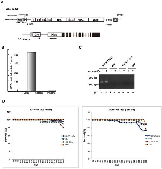 Figure 1. Establishment of RzCD19Cre mice. (A) Schematic diagram of the transgene structure comprising the complete HCV genome (HCR6-Rz). HCV genome expression was regulated by the Cre/loxP expression cassette (top diagram). The Cre transgene was located in the CD19 locus (bottom diagram). (B) Expression of HCV core protein in the liver, spleen, and plasma of RzCD19Cre mice was quantified by core ELISA. Data represent the mean ± SD (n = 3). (C) Detection of HCV RNA in PBLs by RT-PCR. Samples that included the RT reaction are indicated by +, and those that did not include the RT reaction are indicated by –. (D) Survival rates of male and female RzCD19Cre mice (males, n = 45; females, n = 40), Rz mice (males, n = 20; females, n = 19), CD19Cre mice (males, n = 16; females, n = 22), and WT mice (males, n = 5; females, n = 10).