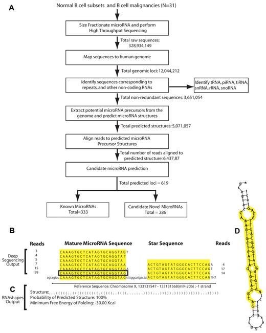 Figure 1. Identifying miRNAs in normal and malignant B cells. (A) Analytic pipeline for the discovery and validation of known and novel miRNAs in B Cells. Small RNAs from B-cell subsets were subjected to massively parallel sequencing. Raw sequence reads (328 934 149) filtered, mapped to the genome, analyzed by miRDeep, and annotated. Identified miRNA loci were cross-referenced with miRBase13 to distinguish known from candidate novel miRNA. (B) Frequency of reads for miR-20b and their alignment to the genome. The sequence surrounded by a rectangle corresponds to the most abundant and longest mature miRNA sequence that perfectly matched the genome. (C) Outputs of the RNAshapes program that computed the abstract structure of the miRNA precursor, the probability of the predicted structure, and the minimum free energy of folding for the precursor structure for miR-20b. (D) Energetically favorable folding of the miR-20b precursor, with the miRNA mature sequence and the microRNA* sequence highlighted in yellow.