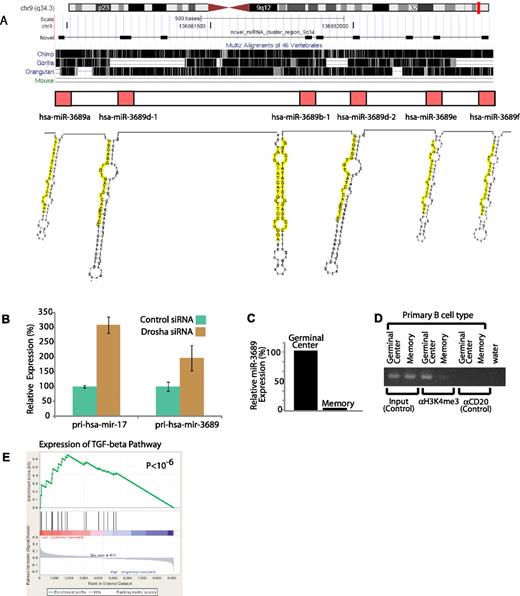 Figure 4. Discovery and functional validation of a novel miRNA cluster. (A) Genomic locus of the mir-2355 cluster (chromosome 9q34.3), conservation across 3 primates and one additional mammal (mouse), and predicted secondary structure of each miRNA hairpin, with the mature sequences highlighted in yellow. The sequencess are conserved only in primates. (B) Knockout of the primary miRNA transcript processing enzyme, Drosha, by RNA interference results in accumulation of a known miRNA cluster primary transcript (pri-hsa-mir-17) and the novel miRNA cluster primary transcript (pri-hsa-mir-2355). (C) Expression of hsa-miR-2355 is higher in GCBs compared with memory B cells. (D) Chromatin immunoprecipitation with an antibody to H3K4me3 of GCBs and memory B cells shows enrichment of DNA from the predicted core promoter region of the miR-2355 cluster in GCBs compared with memory B cells. Three sets are shown: input (positive control for PCR using chromatin before immoprecipitation), immunoprecipitation with an antibody for H3K4me3, and immunoprecipitation with an antibody for CD20 (negative control). (E) Gene set enrichment analysis score and distribution of TGF-β pathway genes along the rank of transcripts differentially expressed in high versus low expressors of the miR-2355 cluster. Expression of the TGF-β pathway genes were inversely correlated with expression of the miRNA.
