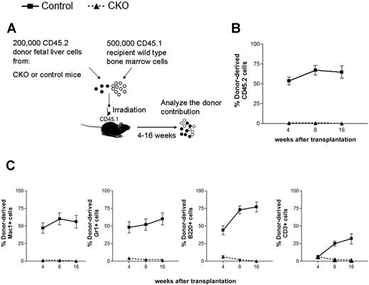 Figure 3. FIP200 is essential for the maintenance of fetal HSCs. (A) Diagram of the competitive repopulation experimental design for data in panels B-C. Fetal liver cells (200 000) from CD45.2+ control or CKO mice were injected into lethally irradiated CD45.1+ wild-type recipients along with 500 000 CD45.1 bone marrow cells. Reconstitution of peripheral blood by donor cells was monitored for 16 weeks after the transplantation. (B) Contribution of fetal liver-derived CD45.2-expression (donor) cells to peripheral blood leukocytes in reconstituted mice. (C) Contribution of donor cells to peripheral multilineages, including myeloid lineage (Mac1+, Gr1+), B-cell lineage (B220+), and T-cell lineage (CD3+). Data represent the average donor chimerism levels from 3 independent experiments with a total of 12 recipients per genotype.