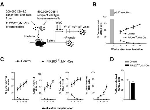 Figure 4. FIP200 is cell-autonomously required for the maintenance of fetal HSCs. (A) Diagram of the competitive repopulation experimental design for data in panels B-C. Fetal liver cells (200 000) from CD45.2+ FIP200F/F;Mx1-Cre or control mice were injected into lethally irradiated CD45.1+ wild-type recipients along with 500 000 CD45.1 bone marrow cells. Five pIpC injections were administered to one set of recipients every other day beginning 5 days after transplantation. Reconstitution of peripheral blood by donor cells was then monitored for additional 16 weeks (at the 4th, 6th, 10th, and 18th weeks after transplantation). No pIpC was administered to the other set of recipients. Reconstitution of peripheral blood by donor cells was examined at the 4th week after transplantation. The dashed vertical lines indicate the time points to monitor the donor contribution. (B) Contribution of fetal liver-derived CD45.2-expression (donor) cells to peripheral blood leukocytes in reconstituted mice in the group with pIpC treatment. Shaded bar in panel B indicates the pIpC administration. (C) Contribution of donor cells to peripheral blood lineages, including myeloid (Mac1+, Gr1+), B-cell (B220+), and T-cell (CD3+) lineages in the group with pIpC treatment. (D) Contribution of donor cells to peripheral blood leucocytes in reconstituted mice in the group without pIpC treatment. Data represent the average donor chimerism levels from 3 independent experiments with a total of 9 recipients per genotype.