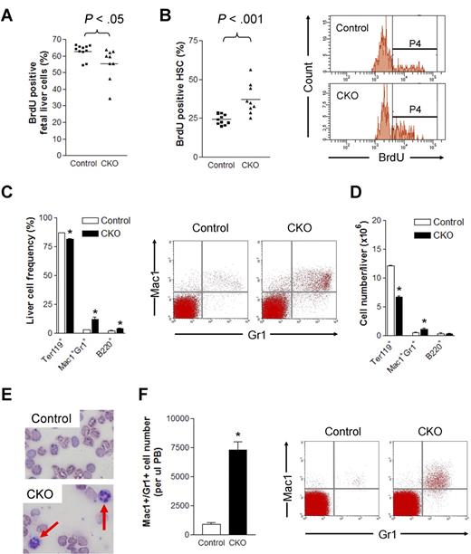 Figure 6. FIP200 deletion led to increased HSC cell cycling and myeloid differentiation. (A-B) The percentage of BrdU positive fetal liver cells (A) and fetal HSCs (B) in E14.5 control and CKO mice after 2 hours BrdU pulse. Representative FACS profile of fetal HSCs is shown on the right in panel B. P4 represents the BrdU+ population. (C-D) Frequency (C) and number (D) of different lineage fetal liver cells of E14.5 control and CKO mice. Representative FACS profile of Mac1+Gr1+ population is shown on the right in panel C. n = 6-13, *P < .05. Data are mean ± SE. (E) Wright-Giemsa staining of the blood smears from E18.5 control and CKO embryos. The arrows indicate neutrophils. (F) Number of Mac1+Gr1+ cells/μL peripheral blood of E18.5 control and CKO embryos. Representative FACS profile is shown on the right. n = 3-15, *P < .05. Data are mean ± SE.