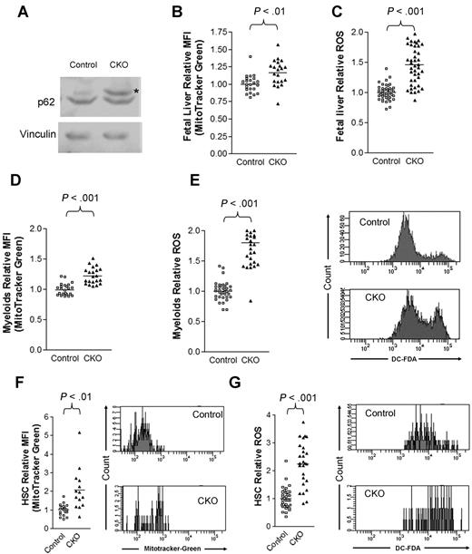 Figure 7. FIP200 deletion led to increased mitochondrion mass and ROS in fetal hematopoietic cells. (A) Lysates from E14.5 liver of control or CKO mice were analyzed by Western blotting using anti-p62 (top) or anti-vinculin (bottom) antibodies. Asterisk on the right indicates the p62 band. (B-C) Relative mitochondrial mass (B) and ROS (C) of E14.5 fetal liver cells as measured by mean fluorescent intensity (MFI) of MitoTracker Green staining and DCF-DA staining, respectively. (D-E) Relative mitochondrial mass (D) and ROS (E) of myeloid cells from E14.5 fetal liver cells as measured by MFI of MitoTracker Green staining and DCF-DA staining, respectively. Representative FACS profiles of DCF-DA staining are shown on the right in panel E. (F-G) Relative mitochondrial mass (F) and ROS (G) of fetal HSCs from E14.5 embryos as measured by MFI of MitoTracker Green staining and DCF-DA staining, respectively. Representative FACS profiles of MitoTracker Green staining and DCF-DA staining are shown on the right.