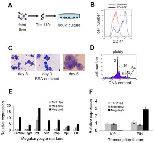 Figure 1. Generation of mouse megakaryocytes. (A) Embryonic day 13.5 fetal liver was disaggregated, depleted of Ter119+-committed erythroblasts by immunomagnetic bead negative selection, and cultured in thrombopoietin for 3-5 days. (B) Surface staining for the megakaryocyte antigen CD41 after 5 days of culture (blue). The red line shows the unstained control. (C) Cytocentrifuge preparations stained with May-Grunwald-Giemsa showing large cells with megakaryocyte morphology. The left panel shows cells after 3 days of culture. The large megkaryocytes were enriched by sedimentation on a discontinuous bovine serum albumin (BSA) gradient (middle panel). The right panel shows megakaryocyte morphology after 5 days of culture. Original magnification of 200× (left and middle panels) and 400× (right panel). Photographs were obtained on a Carl Zeiss Axioskop 2 microscope equipped with a color digital camera (Axiocam, Carl Zeiss). (D) Ploidy, as measured by DNA content on day 3 megakaryocyte cultures. (E-F) Messenger RNA expression in megakaryocyte cultures as measured by quantitative reverse-transcription (Q-RT)–PCR. Values were normalized to Gapdh and are plotted relative to expression levels in the input Ter119– cells at day 0, which are assigned an arbitrary value of 1. Panel E shows induction of marker genes in megakaryocyte (MEG) cultures. Panel F shows down-regulation of Klf1 mRNA–encoding erythroid transcription factor erythroid Krüppel-like factor and induction of Fli1 mRNA, which encodes a megakaryocyte-enriched transcription factor.