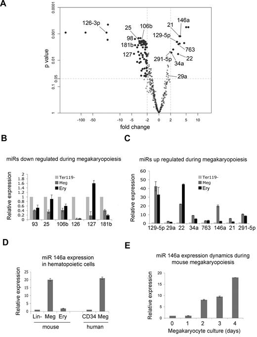 Figure 2. Global changes in microRNA expression during megakaryopoiesis. (A) “Volcano plot” showing differential expression of microRNAs in Ter119– fetal liver hematopoietic progenitors versus megakaryocytes, prepared as described in Figure 1. The x-axis indicates the fold change in megakaryocytes relative to progenitors, and the y-axis is the P value calculated by the paired significance analysis of microarrays method, an alternative to the Student t test.35 Each dot represents 1 microRNA. MiRNAs that were investigated further in validation studies (panels B-E) are indicated by name. MicroRNAs with at least 2-fold change and P value less than .05 are shown as solid black circles and are described further in Table 1. (B) Real-time Q-PCR analyzing expression of selected miRNAs indicated in panel A that are repressed during megakaryopoiesis. MiRNA expression was compared in Ter 119– fetal liver hematopoietic progenitors (assigned a relative value of 1), megakaryocytes generated after 3 days of culture (Meg), and Ter119+ erythroblasts (Ery). MiRNA expression was normalized to U6 snRNA. (C) Q-PCR analysis of selected miRNAs found to be induced during megakaryopoiesis, performed as outlined for panel B. (D) Q-PCR analysis of miR-146a in lineage-depleted hematopoietic progenitors (lin–; assigned a relative value of 1), cultured megakaryocytes (Meg), and Ter119+ erythroblasts. The last 2 bars show miR-146a expression in human CD34+ progenitors (assigned a relative value of 1) and their megakaryocyte (Meg) progeny after 14 days of culture in the presence of thrombopoietin. MiRNA expression in all samples was normalized to U6 snRNA levels. (E) Q-PCR illustrating the kinetics of miR-146a induction in fetal liver megakaryocyte cultures.