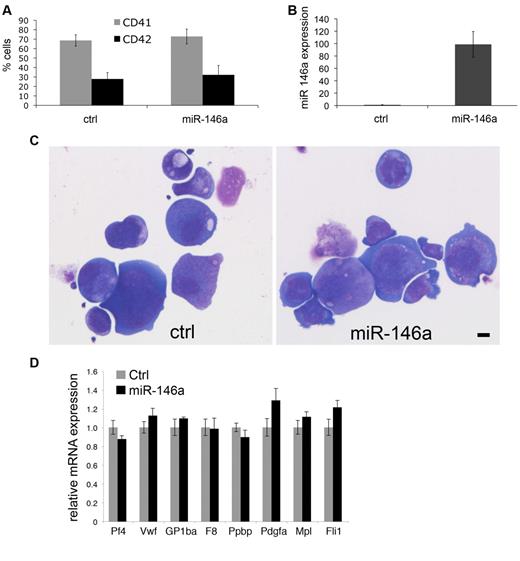Figure 3. Enforced expression of miR-146a does not affect megakaryopoiesis in vitro. Fetal liver progenitors were infected with MSCV retroviruses encoding miR-146a or empty vector as control, then analyzed after 4 days of culture in thrombopoietin under puromycin selection. (A) CD41 and CD42 expression on cultured megakaryocytes. (B) Relative miR-146a expression analyzed by Q-PCR. (C) Megakaryocyte morphology. Cytospin preparation of megakaryocytes stained with May-Grunwald Giemsa. Scale bar = 10 μm. Photos were taken using a Leica DMLB microscope, Leica DFC420 digital camera, and Leica Application Suite software Version 2.7.1 R1. Original magnification 200×. Lens, Leica NPlan 20×, numerical aperture 0.40. (D) Relative expression of megakaryocyte marker genes determined by real-time RT-PCR. Control cells (transduced with empty vector) are assigned an arbitrary value of 1.