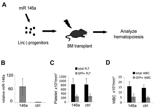 Figure 4. In vivo–enforced expression of miR-146a in hematopoietic stem/progenitor cells does not alter circulating platelet or white blood cell counts. (A) Experimental approach. Lineage-depleted bone marrow cells were transduced with MDH-GFP retroviruses expressing miR-146a or an irrelevant microRNA (miR-195) as control and transplanted into lethally irradiated recipients. Hematopoietic reconstitution was analyzed 4-16 weeks after transplantation. (B) Q-PCR analysis of miR-146a expression in circulating mononuclear cells at 9 weeks after BMT; n = 5 mice from each group. Error bars represent SD of the mean. The control group was arbitrarily assigned the value 1. P = .0005. (C) Analysis of circulating platelets 9 weeks after bone marrow transplantation. Platelets were stained with anti-CD42 antibody and analyzed for GFP expression. GFP+ platelets were derived from retrovirus-infected donor hematopoietic cells. The GFP– portion of total platelets were derived from noninfected donor cells or residual host cells. Note that miR-146a-overexpressing mice and controls do not differ with respect to total platelet count (P = .43) or the proportion of GFP+ platelets (P = .40). There were n = 5 mice analyzed for each group. Similar results were obtained from the same mice at 4 and 12 weeks after transplantation. (D) Total and GFP+ white blood cells 9 weeks after transplantation, analyzed as described for panel C. White blood cells were identified by forward- and side-scatter analysis of whole blood. Similar results were obtained from the same mice at 4 and 12 weeks after transplantation.