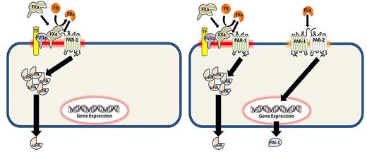 Figure 6. Proposed model of how coagulation protease activation of PAR-1 and PAR-2 regulates uPA and PAI-1 expression in mouse breast cancer cell lines. PAR-1 and PAR-2 can exist as individual receptors or in a complex. Cells, such as the 67NR cell line (left panel), express PAR-1 only whereas 4T1 cells express PAR-1 and a PAR-1/PAR-2 complex (right panel). The configuration of PAR-1 and PAR-2 determines the expression of uPA and PAI-1 in response to different coagulation proteases.